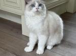 Male ragdoll kitten - Ragdoll Kitten For Sale - Westfield, MA, US