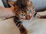 Thunder - Bengal Cat For Sale - 