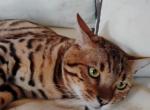Mars - Bengal Cat For Sale - 