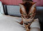 Chocolate Chip - Bengal Cat For Sale - 