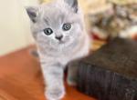 PURE BREED BRITISH SHORTHAIR BOY - British Shorthair Kitten For Sale - CT, US
