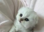 Ranger - Scottish Fold Kitten For Sale - Houston, TX, US