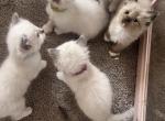 Kats ravishing Ragdolls litter 3 - Ragdoll Kitten For Sale - 