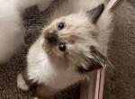 ON HOLD Light blue collar Ragdoll kitten - Ragdoll Kitten For Sale - 