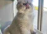Jack - Himalayan Kitten For Sale - Tallahassee, FL, US