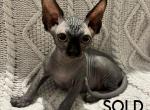Flora - Sphynx Kitten For Sale - Orlando, FL, US