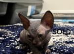 Gracie - Sphynx Kitten For Sale - Orlando, FL, US
