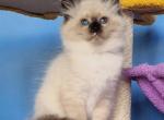 Thomas - Siberian Kitten For Sale - 