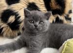Scottish straight female - Scottish Straight Kitten For Sale - Chicago, IL, US