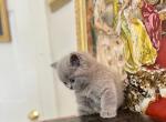 PURE BREED BRITISH SHORTHAIR KITTENS GIRL - British Shorthair Kitten For Sale - CT, US