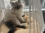 Samba - Himalayan Kitten For Sale - 