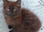 Chocolate color Maine coon persian kitten - Maine Coon Kitten For Sale - W Bloomfield, MI, US