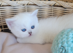 Quinoa - Scottish Straight Kitten For Sale - 