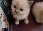 ON HOLD Gray collar Ragdoll kitten - Ragdoll Kitten For Sale - 