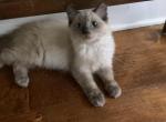 Cinnamon - Ragdoll Kitten For Sale - 