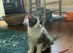 Ava - Ragdoll Kitten For Sale - 