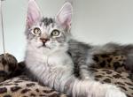 Marcus - Maine Coon Kitten For Sale - 