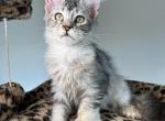 Marta - Maine Coon Kitten For Sale - 
