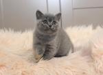 Scottish straight female IVY - Scottish Straight Kitten For Sale - Chicago, IL, US