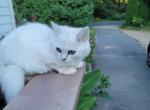 Micky - American Longhair Kitten For Sale - 