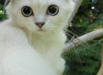 Sweetie - American Longhair Kitten For Sale - 