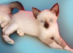 Chocolate Snowshoe Girl - Snowshoe Kitten For Sale - Walterboro, SC, US