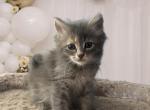 Female Blue Tortie - Maine Coon Kitten For Sale - VT, US