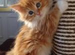 Orange white Maine coon kittens - Maine Coon Kitten For Sale - W Bloomfield, MI, US
