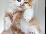 Orange white Maine coon kitten - Maine Coon Kitten For Sale - W Bloomfield, MI, US