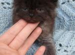 Persian Maine coon kittens 8 weeks old - Persian Kitten For Sale - W Bloomfield, MI, US