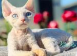 Afelija - Devon Rex Kitten For Sale - 