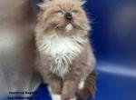 Male Mink Ragdoll Kitten - Ragdoll Kitten For Sale - New York, NY, US