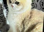 Snezka - Scottish Fold Cat For Sale - 