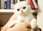 British Shorthair Silver Chinchilla Gloria - British Shorthair Kitten For Sale - 