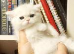 Beautiful British girl Sahara - British Shorthair Kitten For Sale - 