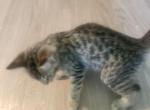 Thor - Bengal Kitten For Sale - 