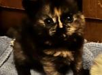 Curly long babies CFA - Selkirk Rex Kitten For Sale - Marshfield, MO, US