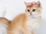 Renesme - British Shorthair Kitten For Sale - Louisville, KY, US