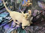 Back to School Special  Luna's kittens - Sphynx Kitten For Sale - Canfield, OH, US