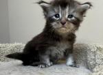 SHAUNA - Maine Coon Kitten For Sale - 