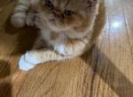 Exotic male reserved - Exotic Kitten For Sale - 