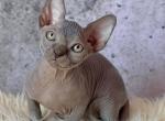 Taylor - Sphynx Kitten For Sale - Orlando, FL, US