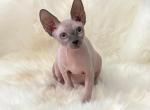 Britney - Sphynx Kitten For Sale - 