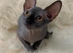 Zeus - Sphynx Kitten For Sale - Orlando, FL, US