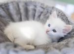 Current Turkish Angora Kitten with Momma Solvieg - Turkish Angora Kitten For Sale