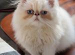 Cream point boy 2 - Himalayan Kitten For Sale - 