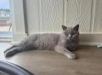 Rosalina - British Shorthair Cat For Sale - 