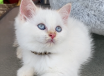 Scottish Straight Girl Blue eyes - Scottish Straight Kitten For Sale - Orlando, FL, US
