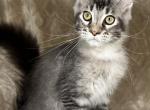 Ezra - Maine Coon Kitten For Sale - Ocala, FL, US