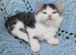 White and tabby Maine coon ragdoll male - Maine Coon Kitten For Sale - W Bloomfield, MI, US
